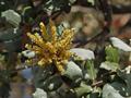 Holly oak,Evergreen oak,Ilex,Holly leaved oak